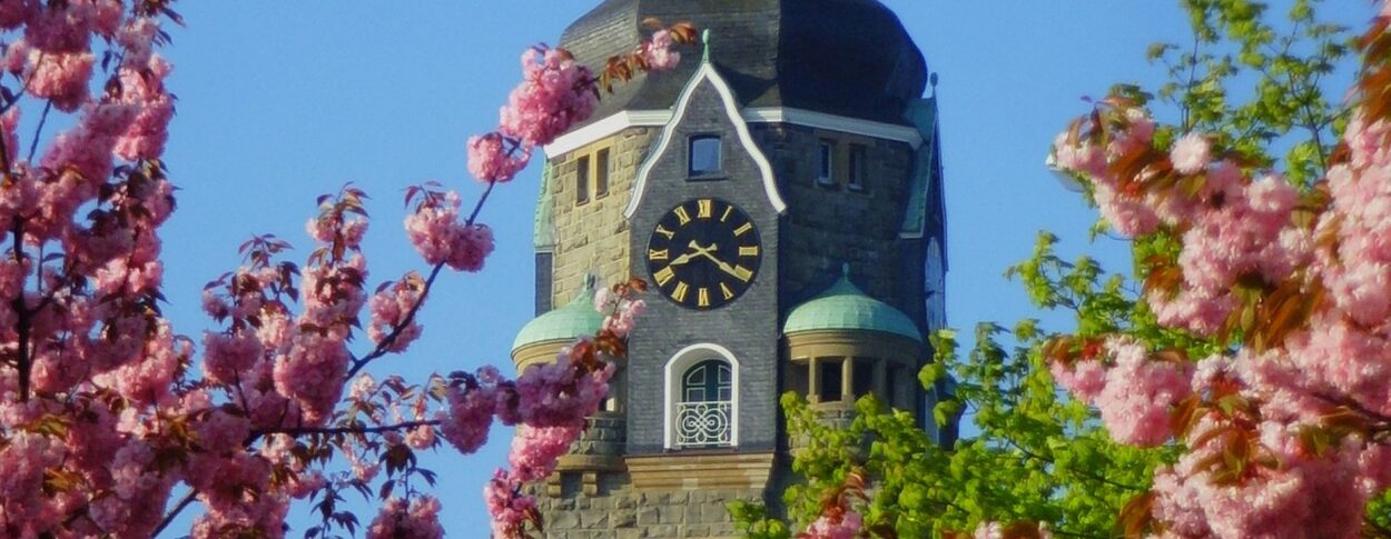Bild Rathaus/Kirschblüte