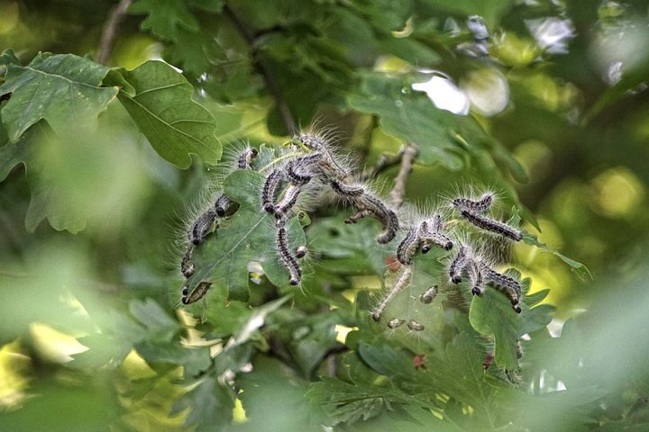 Weitere Hinweise und Informationen unter   https://www.nabu.de/tiere-und-pflanzen/voegel/helfen/nistkaesten/01083.html   https://www.gartenpraxis.de/Meisen-als-Nuetzlinge,QUlEPTYwODA0MTkmTUlEPTExNTE.html